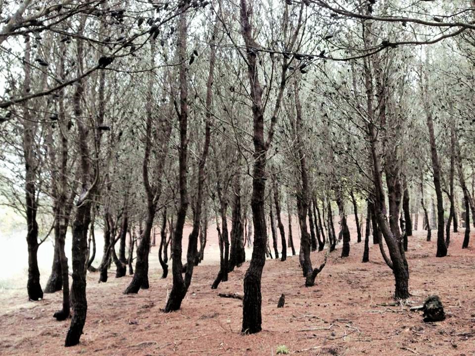 Mar Azul - Bosque